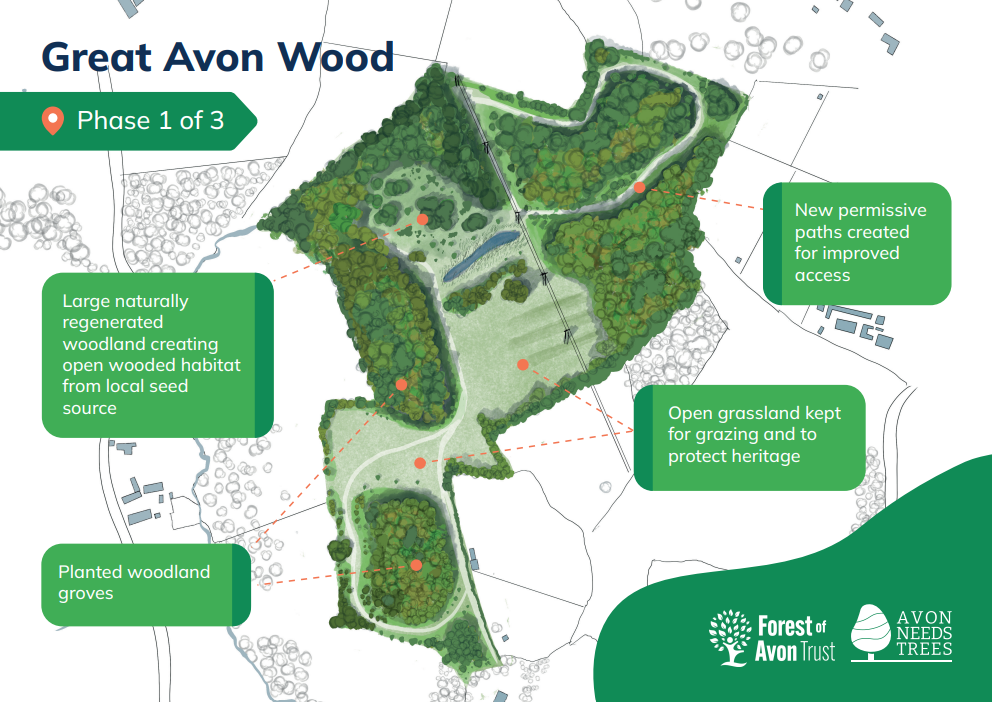 Phase 1 Plan of Great Avon Wood
