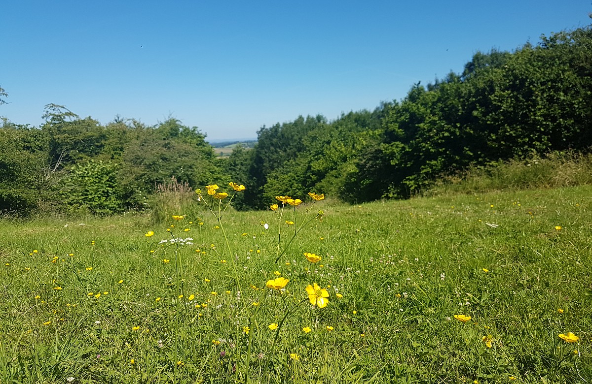 Meadow area and yellow flowers with blue sky