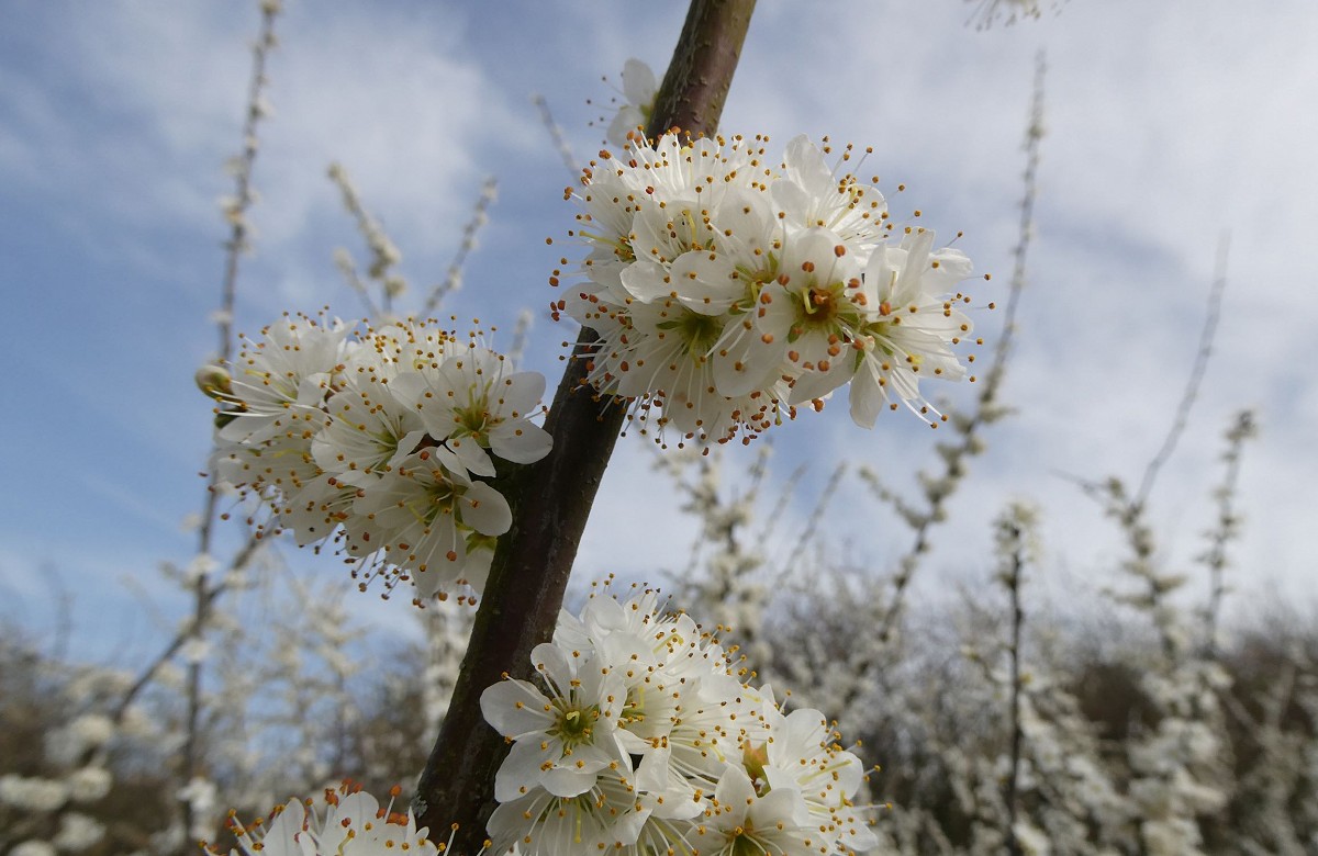 Blossom blackthorn