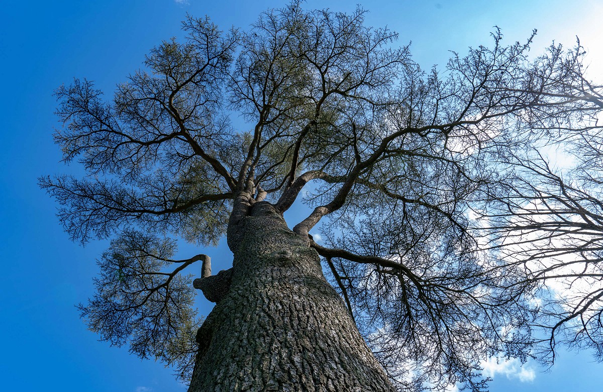 Looking up into an oak tree
