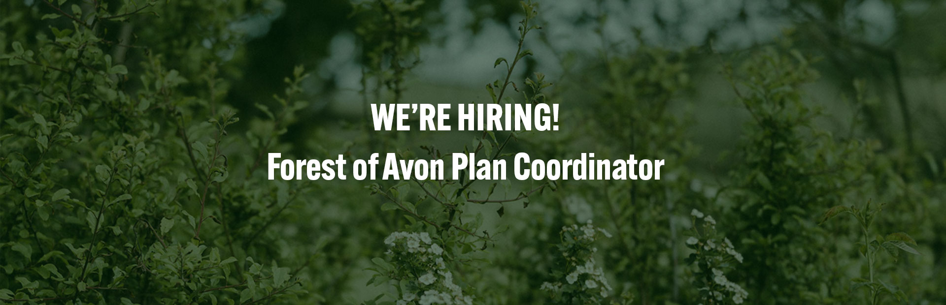 NEW VACANCY: Forest of Avon Plan Coordinator