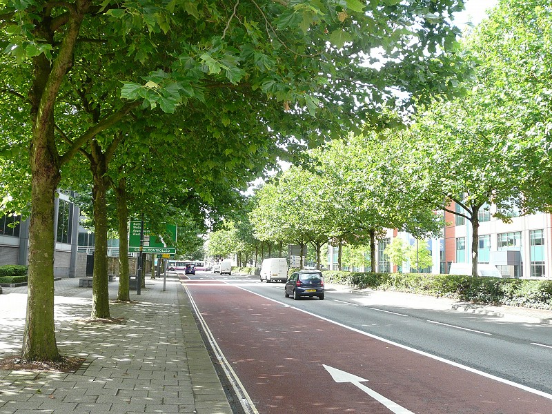 Sponsor Street or Park Trees