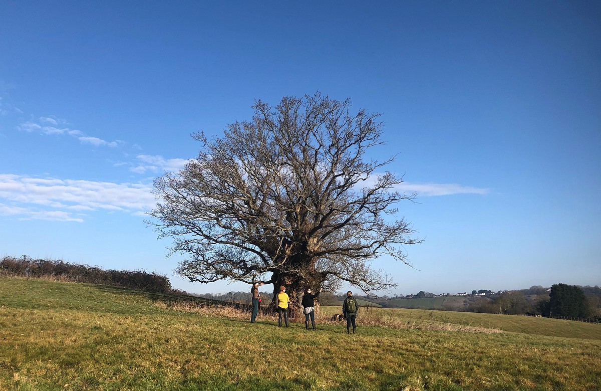 The Publow Oak, situated near by.