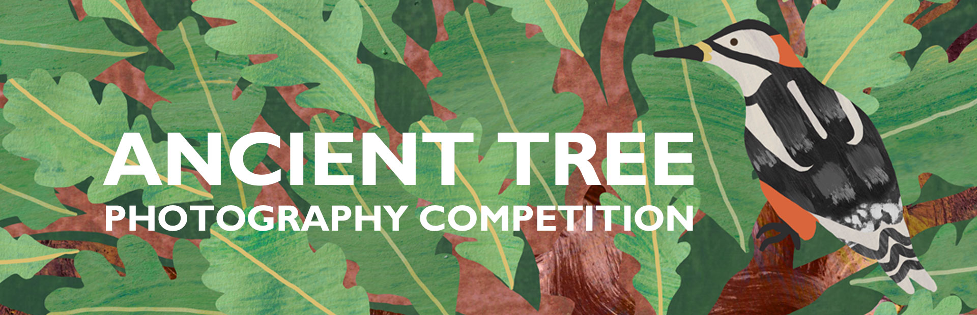 Ancient Tree Photo Competition