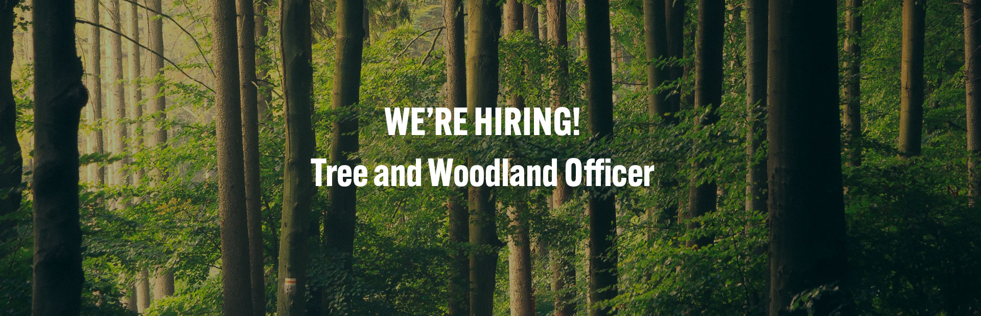 NEW VACANCY: Tree and Woodland Officer