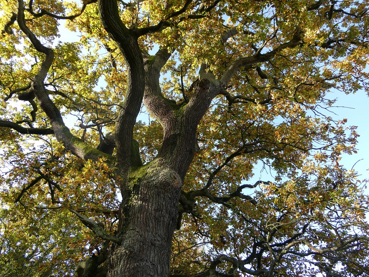 Looking up oak